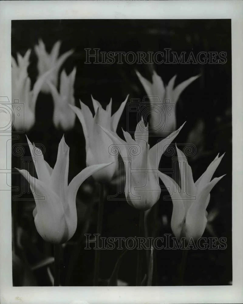 Vintage press photo of white lily and tulip flowers