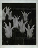 1967 Press Photo Flowers & Plants White Triumphator lily flowered Tulips. Lily