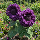 100 Purple Teddy Bear Sunflower Seeds Ð Rare Fluffy Violet Blooms Sunflower