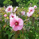 200+ Pink Swamp Mallow Rose Seeds LARGE FLOWER Hardy Hibiscus Fast Garden Plant Garden Plants