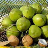 Sprouted Dwarf Green Malayan Coconut 6Ð8Ó Tall Ð Rare, Fresh, Costa Rican Certif Green Plant