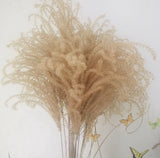 Dried pampas grass. Home Decor 10 Stems Pampas Grass