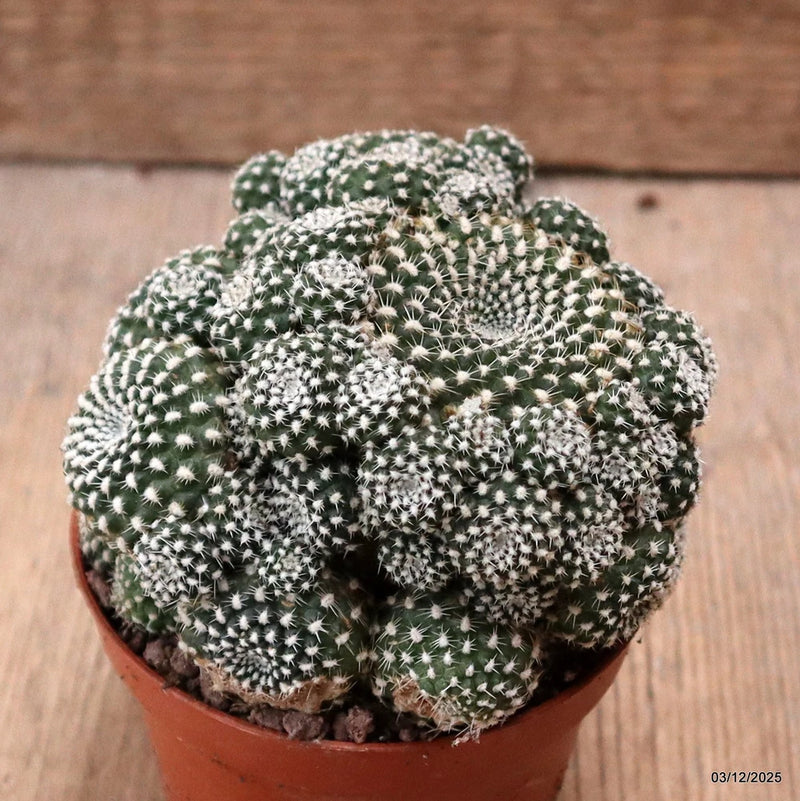 D7686 REBUTIA SANGUINIFLORA pot8,5-H8-W10 cm MaMa Cactus Green Plant