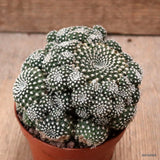 D7686 REBUTIA SANGUINIFLORA pot8,5-H8-W10 cm MaMa Cactus Green Plant