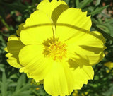 COSMOS SULPHUR YELLOW Cosmos Sulphureus - 2,500 Bulk Seeds Garden Plants