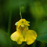 Yellow Jewelweed Seeds (Impatiens pallida) ~Native Wildflower Pollinator Garden Garden Plants