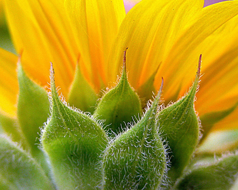 Sunflower photo print, close-up of yellow petals and fuzzy green center