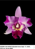 Lc Little Miss Wonderful. Blooming size cattleya orchid hybrid, seed grown... Orchids