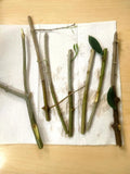 Live Organic Olive Tree cuttings unrooted from our CALIF. FARM Garden Plants