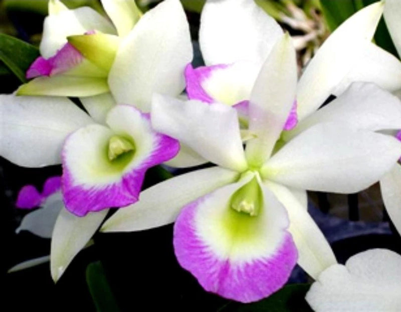 Rlc Hawaii Stars 'Paradise' seedlimg size brassocattleya orchid clone. Beautiful Orchids
