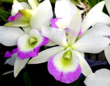 Rlc Hawaii Stars 'Paradise' seedlimg size brassocattleya orchid clone. Beautiful Orchids