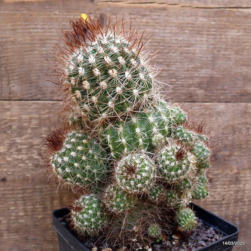 Potted cactus plant with green stems and white spines, small rounded clusters