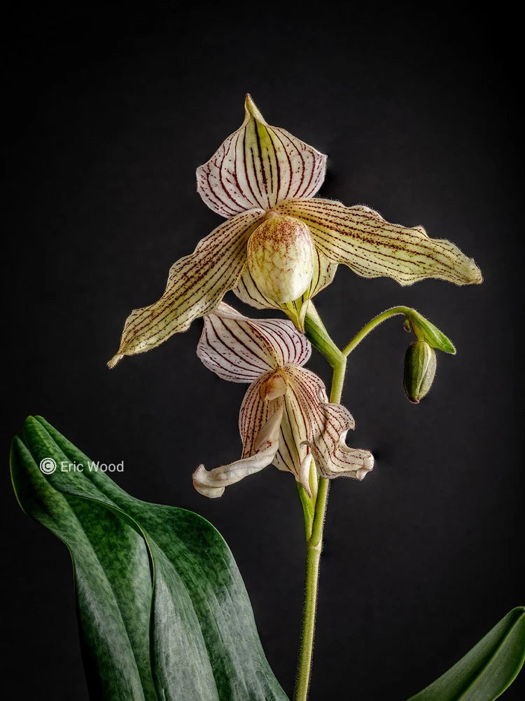 Orchid plant with striped purple-green slipper blooms and green leaves