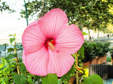 20 LIGHT PINK HIBISCUS Moscheutos var. Palustris Hardy Flower Seeds Flowering Plants