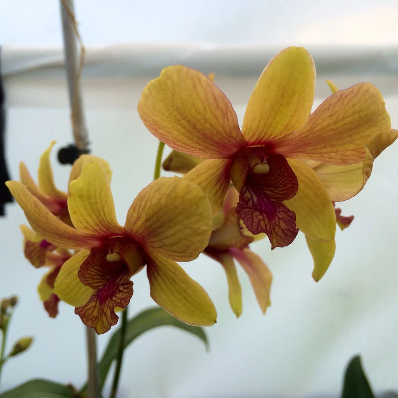 Dendrobium orchid plant with two yellow flowers and reddish centers