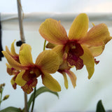 Dendrobium orchid plant with two yellow flowers and reddish centers