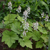 Foamflowers Tiarella Cordifolia Bare-root Flowering Plants