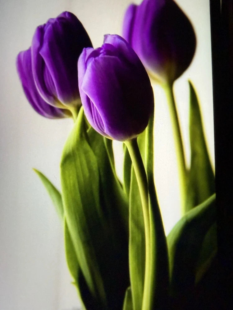 Flowering Plants - Roses, Tulips, Orchids, Cactus, Petunia, Assorted Colors Orchids