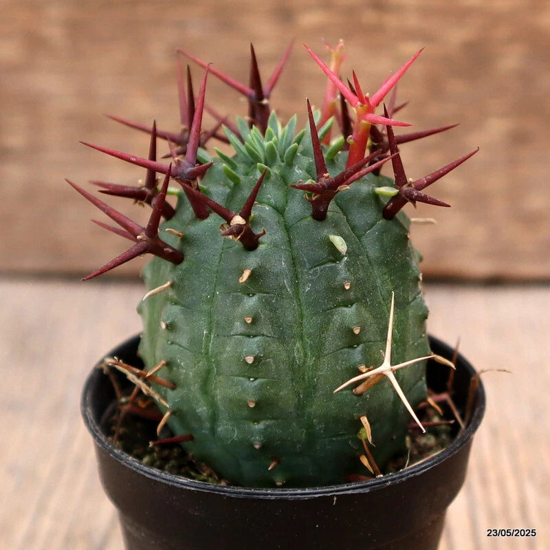 D4325 EUPHORBIA STELLISPINA pot5,5-H6-W5 cm MaMa Cactus Green Plant