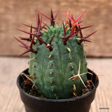 D4325 EUPHORBIA STELLISPINA pot5,5-H6-W5 cm MaMa Cactus Green Plant
