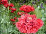 RED Wizard of OZ PEONY Papaver S. paeoniflorum Poppy 2000+ Seeds   PoppyQueen__ Garden Plants