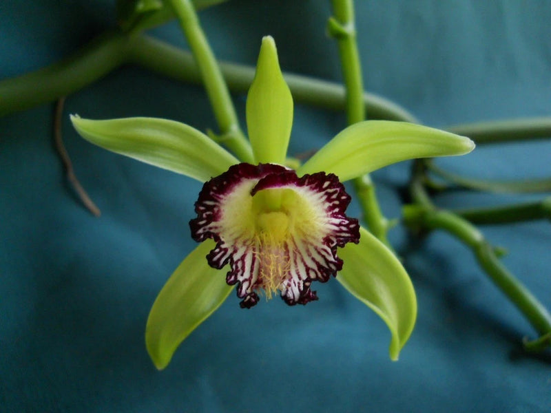 Vanilla orchid flower with green petals and dark purple burgundy center