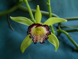 Orchid plant Vanilla Poitaei lot of 10 approximateley 20 inches long adult cuts. Orchids