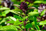 Thai Basil Fresh Seeds Herb Pollinator Garden Planting Non-GMO Garden Plants