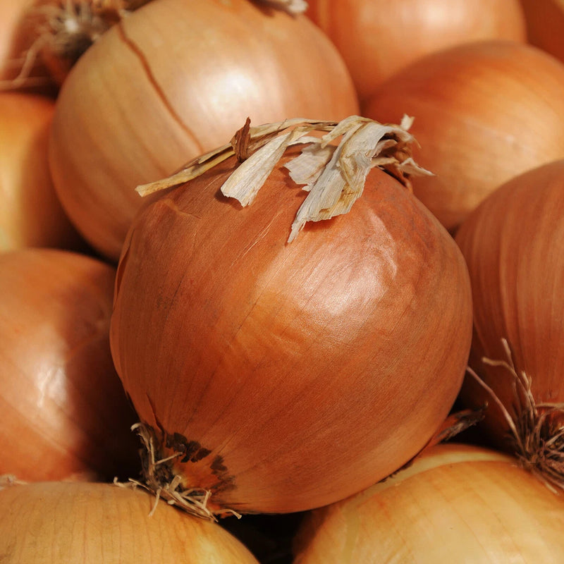 ONION SEEDS 250+ YELLOW SWEET SPANISH allium VEGETABLE GARDEN FREE SHIPPING Garden Plants