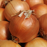 ONION SEEDS 250+ YELLOW SWEET SPANISH allium VEGETABLE GARDEN FREE SHIPPING Garden Plants