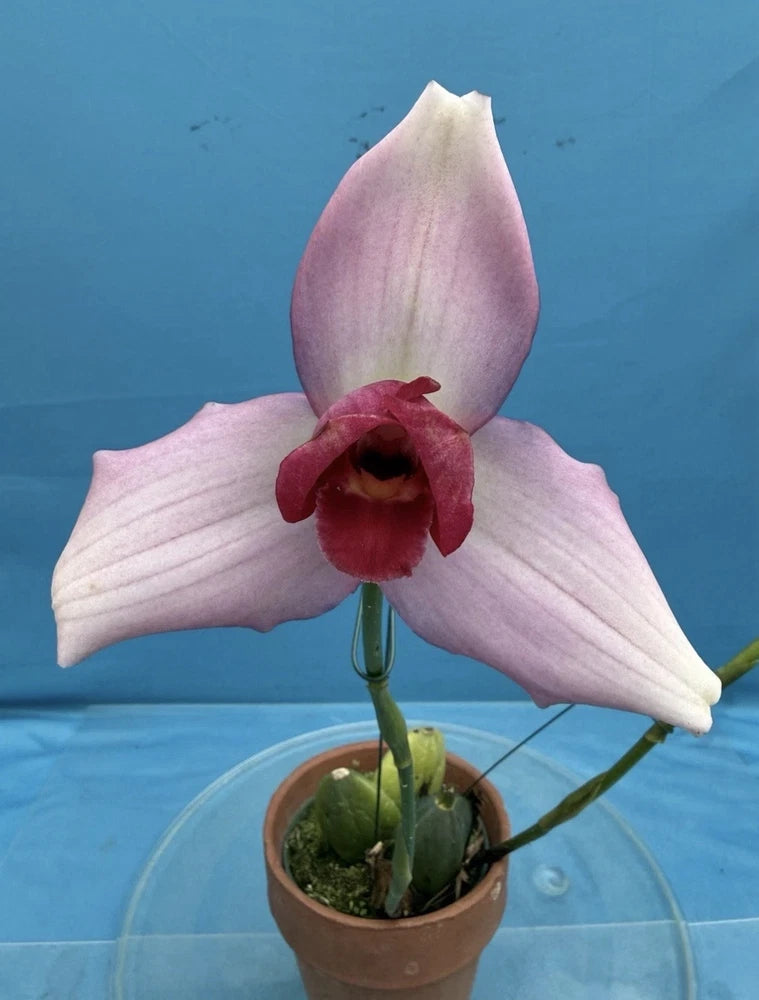 Soft pink orchid in small terracotta pot, pale petals with dark red center bloom