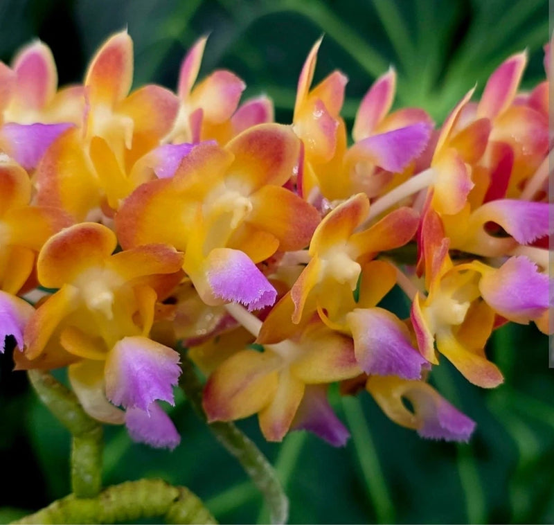 Hanging orchid plant with yellow, orange, and pink fragrant blossoms