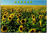 Kansas Sunflower Fields In Bloom Vibrant Summer Landscape Scenic View Postcard Sunflower
