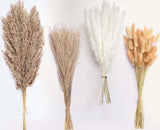 100 Stems Dried Pampas Grass, Boho Table Decor Natural Reed 100 PCS, White Pampas Grass