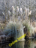 Photo 6x4 Frosted Pampas Grass by the canal. Tring This was probably at t c2012 Pampas Grass