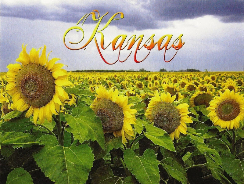 Kansas sunflower field postcard with yellow sunflowers and cursive Kansas text