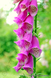 RARE DIGITALIS PURPUREA giant spotted foxglove @ exotic flowering seed 15 seeds Orchids