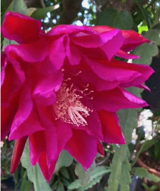 25+ SEEDS Epiphyllum Orchid Cactus NATIONAL VELVET x DREAMSICLE free shipping Orchids