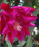 25+ SEEDS Epiphyllum Orchid Cactus NATIONAL VELVET x DREAMSICLE free shipping Orchids