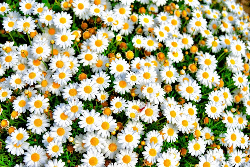 100 White DWARF CREEPING DAISY Chrysanthemum Paludosum Leucanthemum Flower Seeds Daisies
