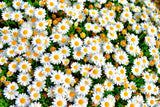100 White DWARF CREEPING DAISY Chrysanthemum Paludosum Leucanthemum Flower Seeds Daisies
