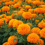 Marigold HAWAII Tall Orange Double Edible Flowers 500 Seeds Sola Seeds- USA! Flowering Plants