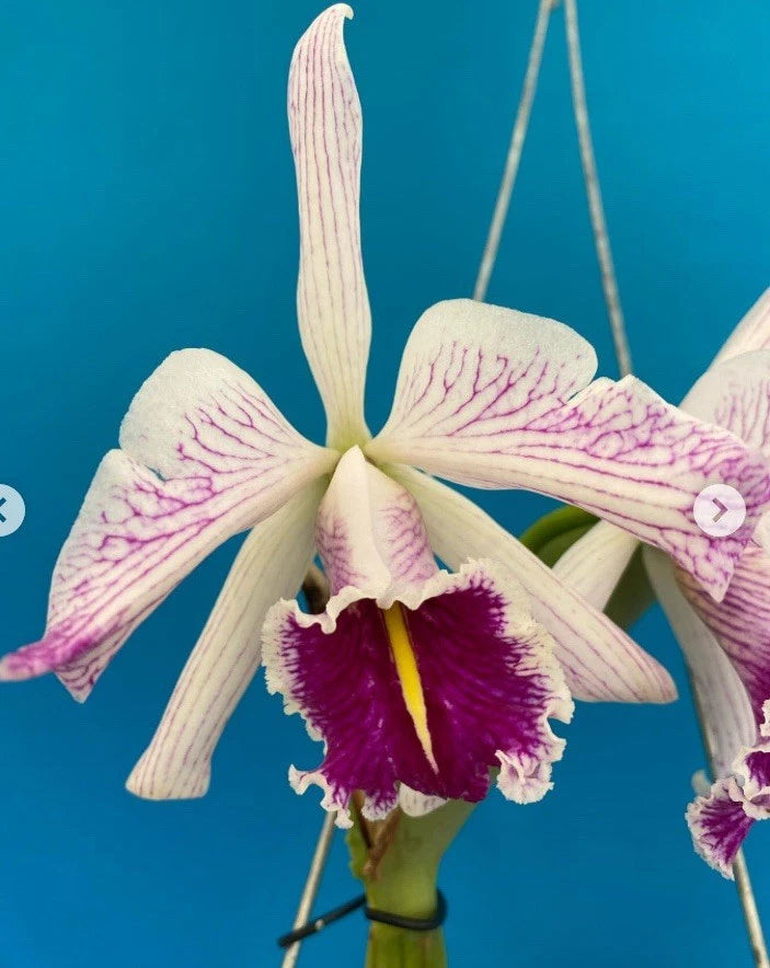 White orchid bloom with pink-violet striped petals and deep purple flower center