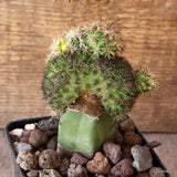 D4986 CORYPHANTHA ECHINUS CRESTED GRAFT pot9-H11-W9 cm MaMa Cactus Green Plant