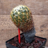 D3633 CORYPHANTHA ANDREAE pot14-H19-W9 cm MaMa Cactus Green Plant