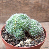 D7276 REBUTIA MUSCOLA CRESTED pot10-H6-W8 cm MaMa Cactus Green Plant