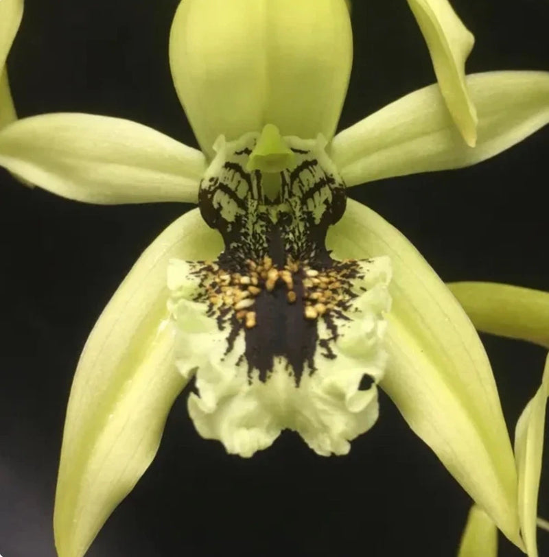 Fragrant orchid bloom with pale yellow-green petals and dark speckled center