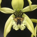 LARGE COELOGYNE SOUTH CAROLINA (pandurata x burfordiense) ORCHID FRAGRANT BLOOMS Orchids