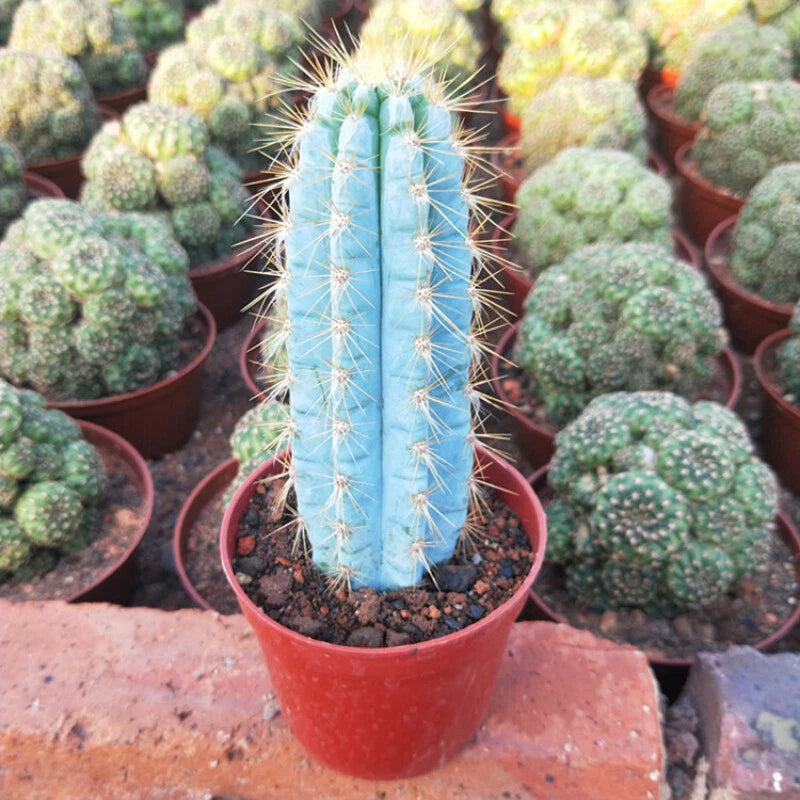 Potted blue-green columnar cactus with spines in terracotta pot