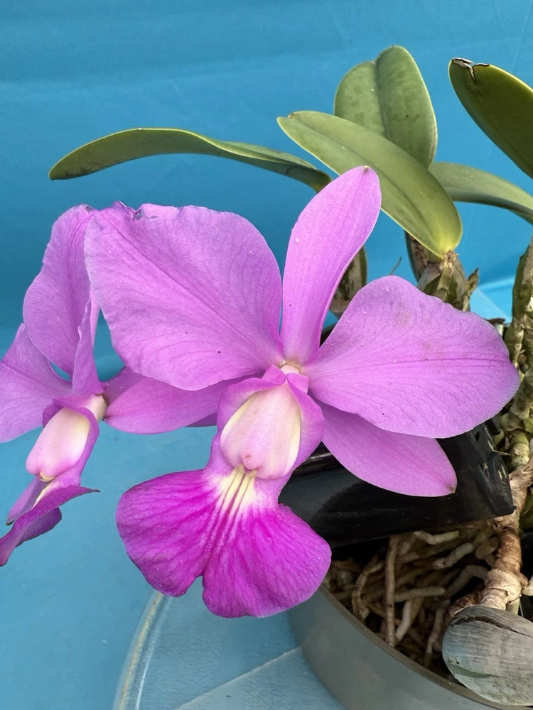 Fragrant orchid in a pot with pink-purple flowers and green leaves
